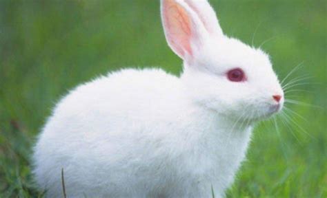 可爱的小白兔-可爱的小白兔,可爱,小白兔 - 早旭阅读