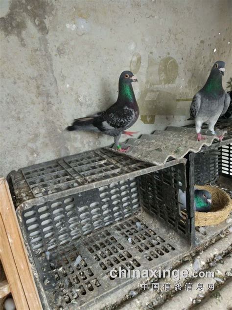 李鸟卖出去5年的鸽子回来了-中国信鸽信息网