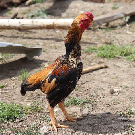 Shamo Chicken: History, Size, Eggs, Health and Care