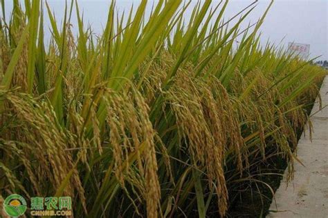 海水稻为什么耐盐碱？发展海水稻种植的意义在哪？ - 惠农网