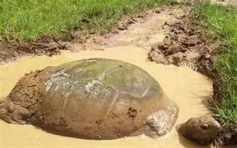 山里挖出大乌龟重达32斤 每一只脚长10厘米(图)--图片频道--人民网