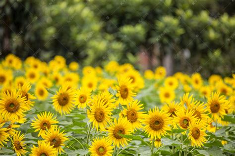家有小花园——重瓣向日葵图片