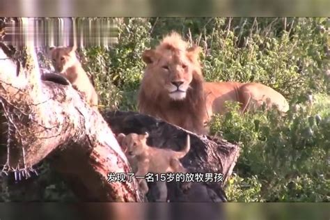 传奇狮王马库鲁，从一个流浪汉，逆袭成世界上最著名的狮子|斯巴达|狮群|流浪汉_新浪新闻