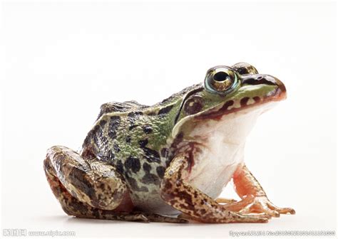青蛙的资料有哪些，青蛙如何繁殖发育 - 农敢网