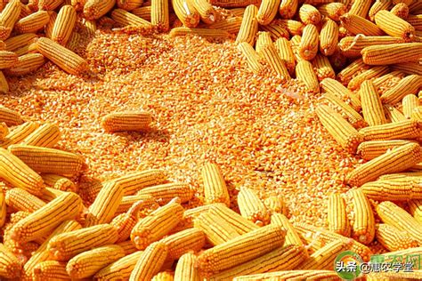 VC果园：今日玉米价格多少钱一斤？2021年3月12日玉米价格最新行情_VC果园_VC果园代理_VC果园总代-VC果园官网