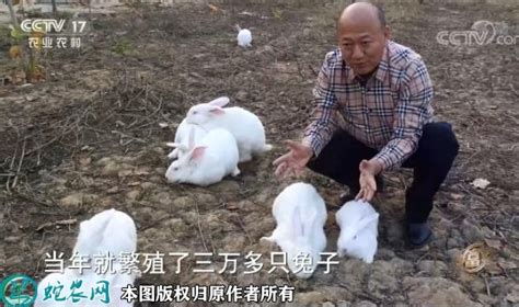 养兔_养兔赚钱吗_专业的兔子养殖技术分享 - 畜牧养殖 - 蛇农网