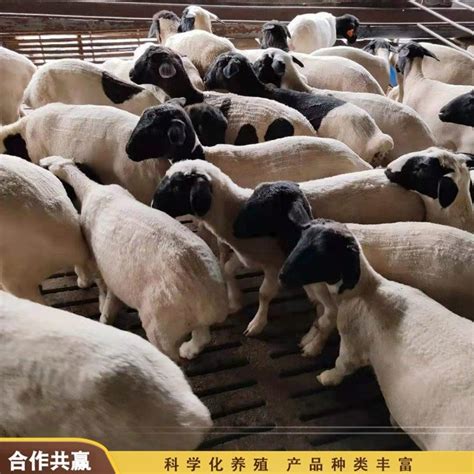 河南湖羊大型养殖基地隆发牧业湖羊种羊价格 山东菏泽 湖羊-食品商务网