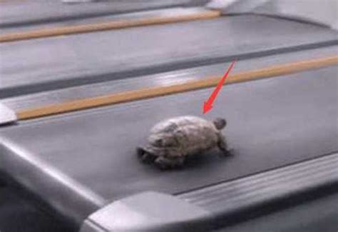 当你把乌龟放到快速的跑步机上，奇怪一幕出现了， 原来乌龟能跑|乌龟|跑步机|赛跑_新浪新闻