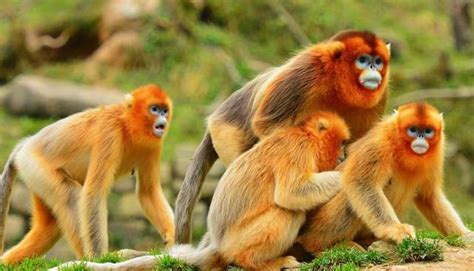 金丝猴的资料介绍（川金丝猴的交配与繁衍，奇怪的知识又增加了） | 说明书网