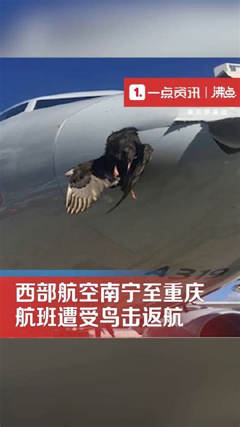 西部航空回应南宁至重庆航班遭鸟击返航 飞机发动机受损|南宁市|重庆市_新浪新闻
