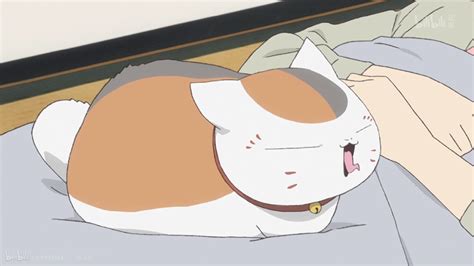 猫咪老师图片