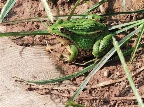 野生青蛙养殖技术、野生青蛙驯养要点 - 青蛙 - 蛇农网