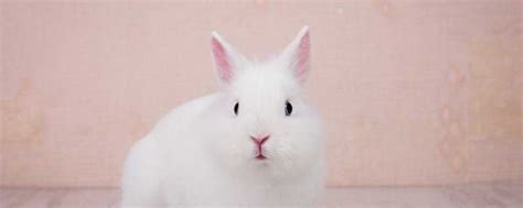 给小兔子怎么取名字 给小白兔取名字的寓意盘点_知秀网