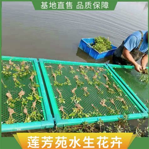 厂家批发人工浮岛生态浮床生态浮岛 人工浮床 漂浮湿地 水上种植-阿里巴巴