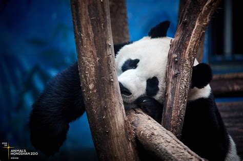 3月11日（发布时间），南京红山动物园大熊猫“整活”营业……|熊猫|红山动物园|国宝_新浪新闻