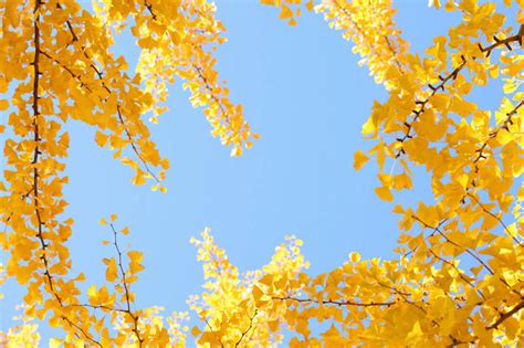 树叶顶端有天观树枝的叶高清图片下载-正版图片307132261-摄图网