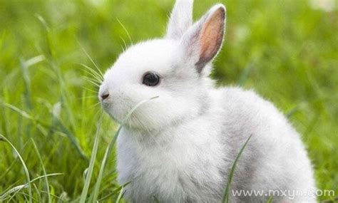 梦见兔子是什么预兆 梦见兔子预示着什么 - 万年历