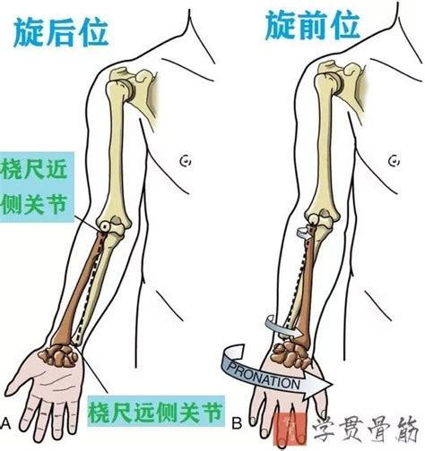 上臂与前臂图解图片