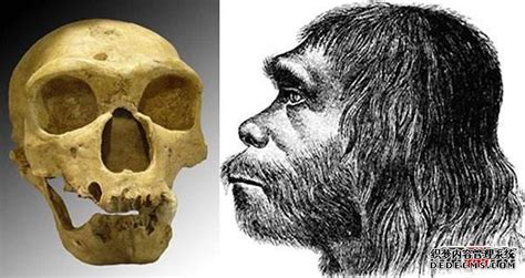森林古猿进化图,森林古猿进化,森林古猿图片_大山谷图库