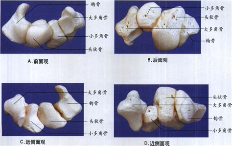 腕骨解剖图图片