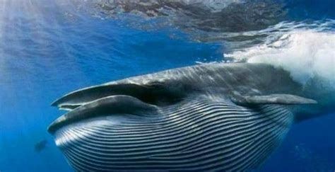 鲸落是什么意思-鲸鱼死后沉入海底叫鲸落-一鲸落万物生什么意思-鲸落是什么现象 - 见闻坊