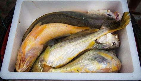 宁波大黄鱼多少钱一斤，东海野生大黄鱼为什么这么贵 - 神奇评测