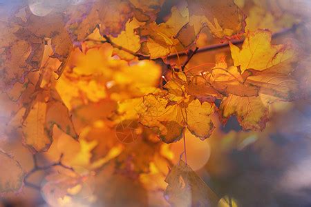 秋天季节五颜六色的黄叶特写镜头适用于背景图像高清图片下载-正版图片300538173-摄图网
