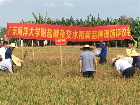 袁隆平团队在沙漠种植水稻初获成功——人民政协网