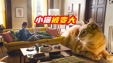 大猫电影网电视剧免费观看下载-大猫电影网高清完整版V4.9.0 - 优游网