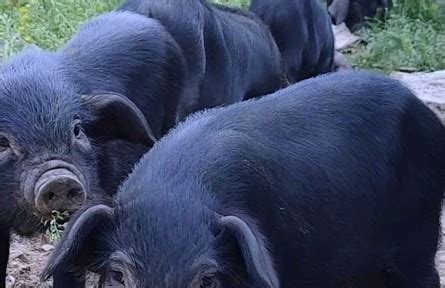 优质黑猪一斤价位黑猪种苗现在价格 济宁 鸿超-食品商务网