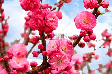 春天红色桃花绽放高清图片下载-正版图片500000925-摄图网