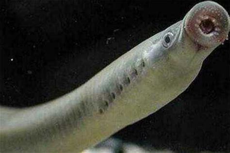 七鳃鳗：3.6亿年前就存在的“吸血鬼鱼” - 水生生物博物馆