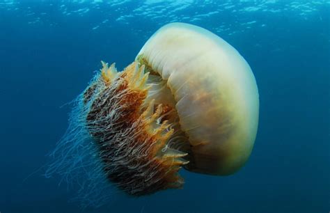 摄影师日本遇世界最大水母：直径可达2-3米-CMF海友网