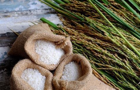 中国农科院：新技术提升稻米原料利用率超12% - 科技 - 新湖南