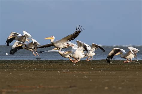 鹈鹕伟大的生活从海滩上飞来的巨型鸟群白蚁的蛋质高清图片下载-正版图片307807839-摄图网