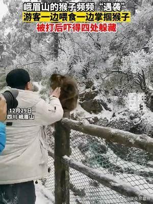 峨眉山的猴子频频“遇袭”，游客一边喂食一边掌掴猴子_新浪新闻