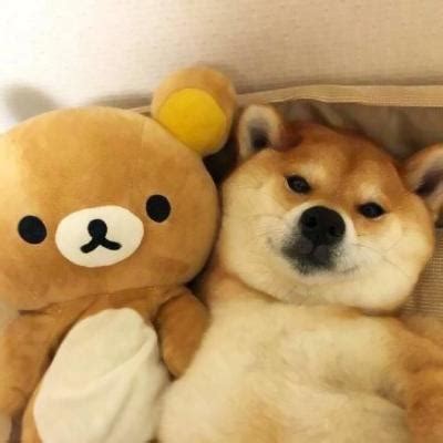 一人一狗同框图片