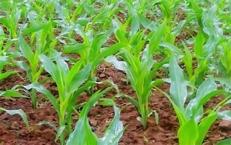 夏季玉米施肥技术要点 - 农业种植网