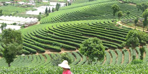 国家茶叶产业技术体系丽水综合试验站