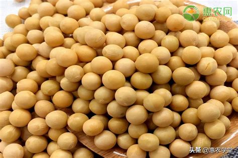 今日黄豆价格多少钱一斤？黄豆价格最新行情2020 - 惠农网