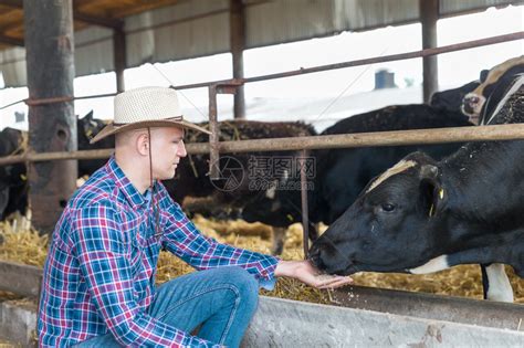 牛仔和奶牛一个在畜牧农场高清图片下载-正版图片507286752-摄图网