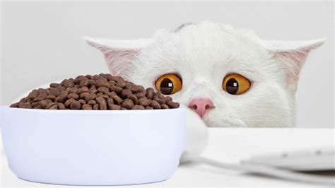 麦富迪猫粮怎么样？这款营养均衡又适口的猫粮也值得选择_天极网