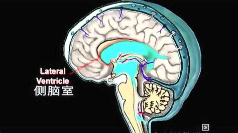 脑脊液循环3D