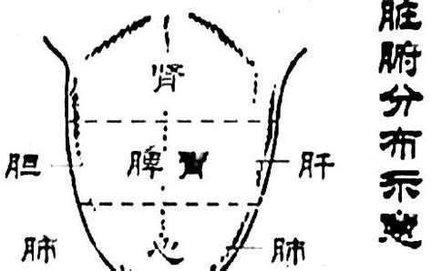 舌头对应五脏图图片