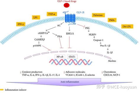 基因工程-5-目的基因导入受体细胞的方法__玻璃晴朗_的博客-CSDN博客