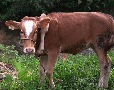 全民养牛推出认养乳牛新商品，带动全民人人参与畜牧业_证券之星