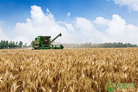 冬小麦和春小麦的播种和收割时间分别是什么？ - 惠农网