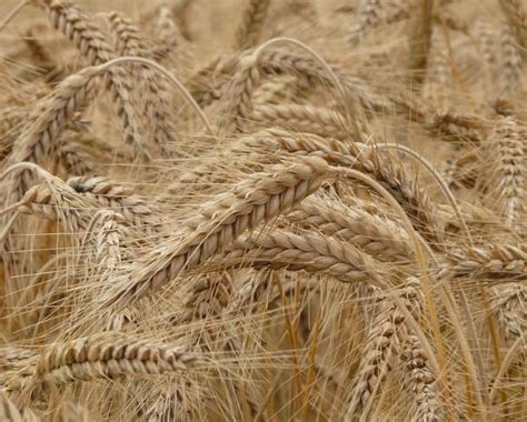 终于出手了，一亩小麦清除卖到1500元，农民的利益该如何保护？__财经头条