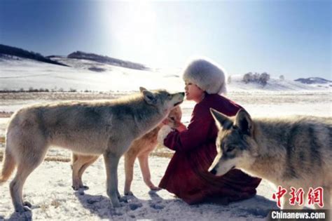 23岁姑娘养大一匹狼，送它重返狼群，4年后他们重逢了……|狼|李微漪|格林_新浪新闻