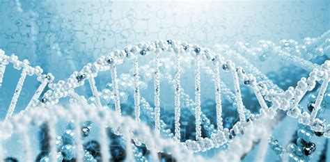 变灰青霉线粒体基因组特征及系统发育分析